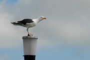 Gavinot (Larus marinus)