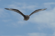 Paràsit gros (Stercorarius skua)