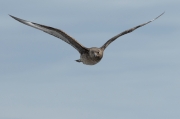 Paràsit gros (Stercorarius skua)