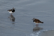 Remena-rocs (Arenaria interpres)