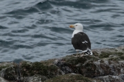 Gavinot (Larus marinus)