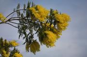 Mimosa (Acacia dealbata)