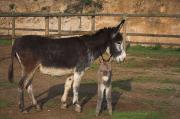 Ase (Equus asinus)