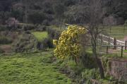 Mimosa (Acacia dealbata)