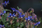 Borratxa (Borago officinalis)