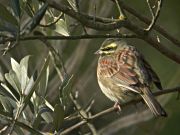 Gratapalles (Emberiza cirlus) 1/2