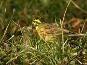 Gratapalles (Emberiza cirlus) 2/2