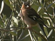 Pinsà comú (Fringilla coelebs)