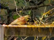 Gratapalles mascle (Emberiza cirlus)