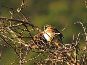 Gratapalles  (Emberiza cirlus)