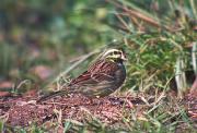 Gratapalles (Emberiza cirlus)