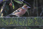 Pinsà comú (Fringilla coelebs)