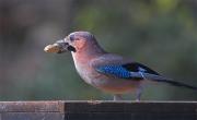 Gaig (Garrulus glandarius)