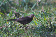 Merla (Turdus merula)