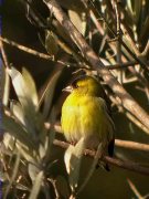 lLuer  mascle (Carduelis spinus)