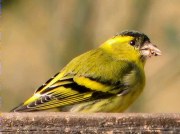 Lluer (Carduelis spinus)
