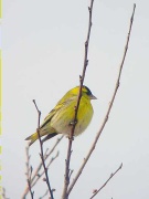 Lluer (Carduelis spinus)