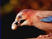 Gaig (Garrulus glandarius)