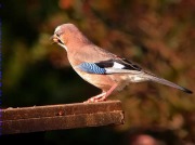 Gaig (Garrulus glandarius)