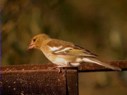 Pinsà comú femella (Fringilla coelebs)