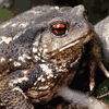 Gripau Comú (bufo bufo)