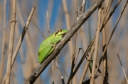 Reineta. Hyla meridionalis