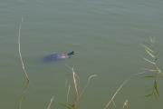 Tortuga de rierol. Mauremys leprosa