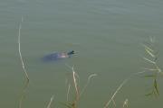 Tortuga de rierol. Mauremys leprosa