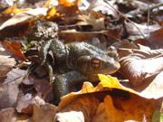 Gripau comú (Bufo bufo)