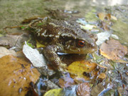 Gripau comú (Bufo bufo)