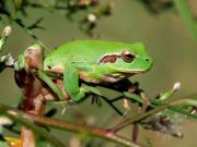 ranita meridional ( hyla meridionalis )