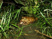 Gripau corredor (Epidalea calamita)