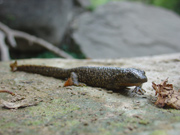 Tritó pirinenc (Calotriton asper)