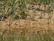 Granota verda (Pelophylax perezi)