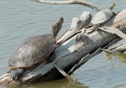 Tortuga de Florida (Trachemys scripta elegans)