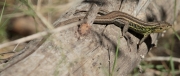 Sargantana cuallarga (Psammodromus algirus)