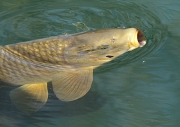 Carpa (Cyprinus carpio)