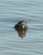 Tortuga de Florida.