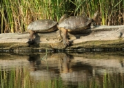 Tortuga.