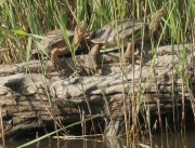 Tortuga de rierol (Mauremys leprosa)