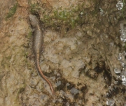 Tritó pirinenc (Calotriton asper)