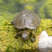 Tortuga d'estany (Emys orbicularis)