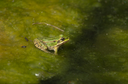 Granota verda o comuna (Pelophylax perezi)