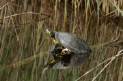 Tortuga de Florida (Trachemys scripta elegans)