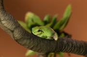 Reineta meridional (Hyla meridionalis)