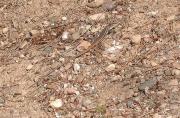 Sargantana cua-llarga (Psammodromus algirus)