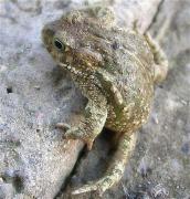 Gripau corredor (Bufo calamita)