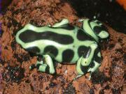 Dendrobates auratus