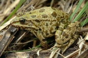 Granota verda o comuna (Pelophylax perezi)