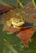 Granota verda o vulgar (Pelophylax perezi)